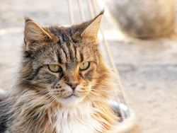 Eine neue Sprache lernen - mit Katzen GIFs